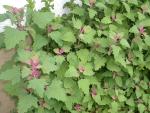 Chenopodium giganticum  (Seed)" Additional Image 1